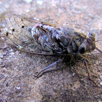 Cicada in Provence