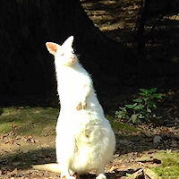 Zlín: ZOO