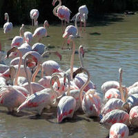 Camargue