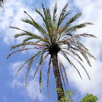 Ogród botaniczny Villa Thuret
